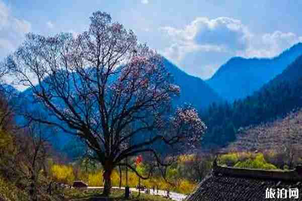 2020黑河國家森林公園對全國醫護人員免費和旅游攻略