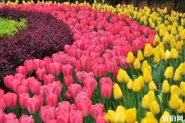 安徽春季旅游最佳去處推薦 安徽春季旅游最佳去處推薦