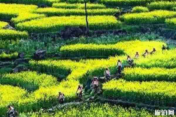 安徽春季旅游最佳去處推薦 安徽春季旅游最佳去處推薦