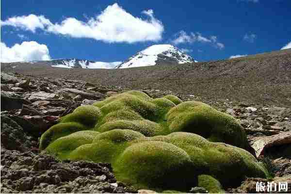 珠穆朗瑪峰長草了嗎 到多高海拔
