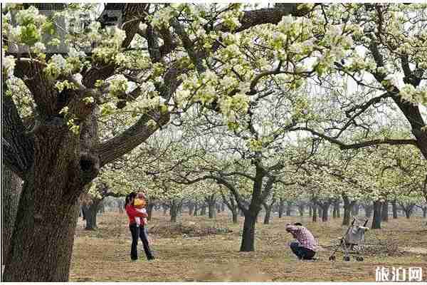 北京房山春季旅游賞花攻略 北京房山春季旅游賞花攻略