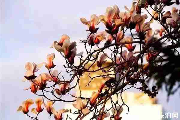 北京房山春季旅游賞花攻略 北京房山春季旅游賞花攻略