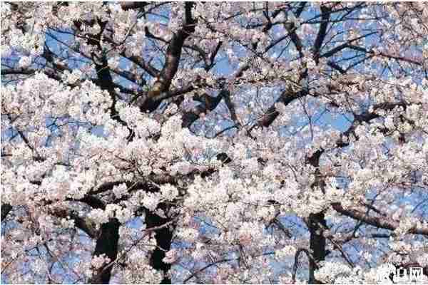 北京房山春季旅游賞花攻略 北京房山春季旅游賞花攻略