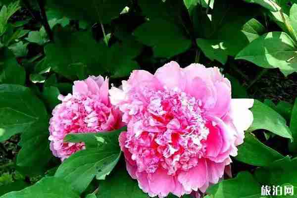 北京房山春季旅游賞花攻略 北京房山春季旅游賞花攻略