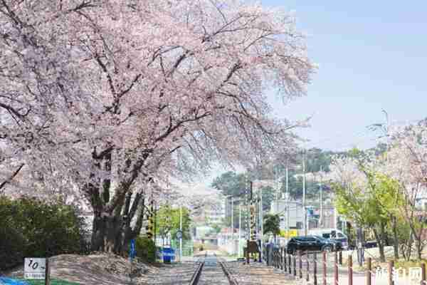 2020韓國鎮海軍港櫻花節時間及活動信息