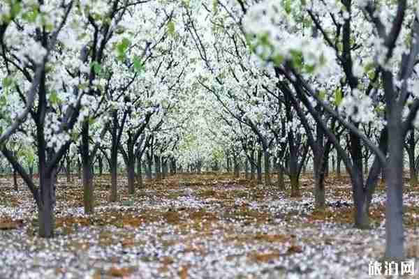 趙縣梨花賞花地點 梨花最佳觀賞時間 趙縣梨花賞花地點 梨花最佳觀賞時間
