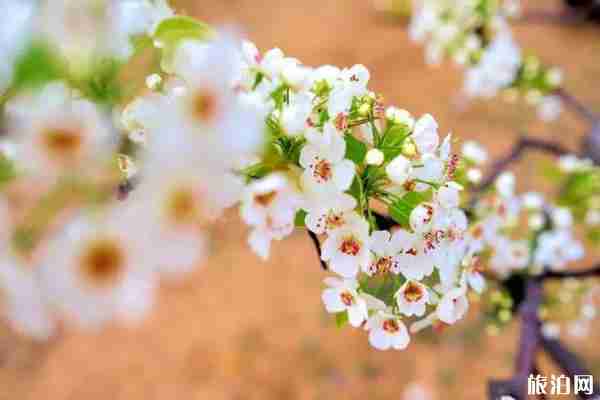 趙縣梨花賞花地點 梨花最佳觀賞時間