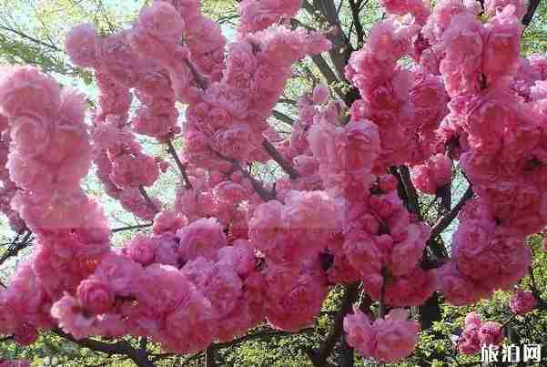 佛山南國桃園桃花什么時候開和觀賞攻略 佛山南國桃園桃花什么時候開和觀賞攻略