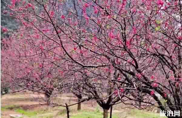 佛山南國桃園桃花什么時候開和觀賞攻略 佛山南國桃園桃花什么時候開和觀賞攻略