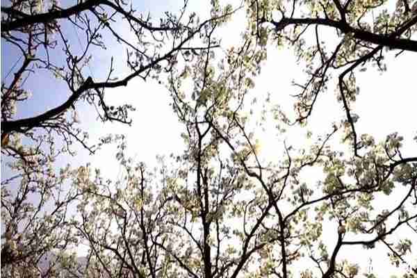 漢源梨花節(jié)一般什么時候舉辦 花期-觀賞地