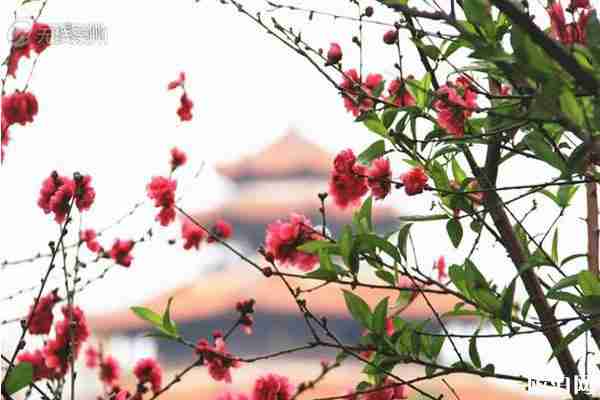 泉州哪里有桃花觀賞 泉州哪里有桃花觀賞