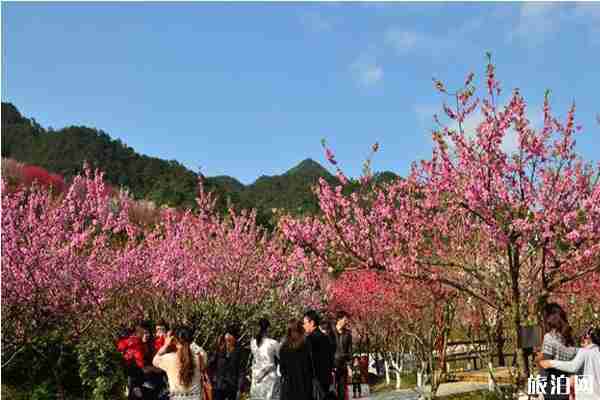 泉州哪里有桃花觀賞 泉州哪里有桃花觀賞
