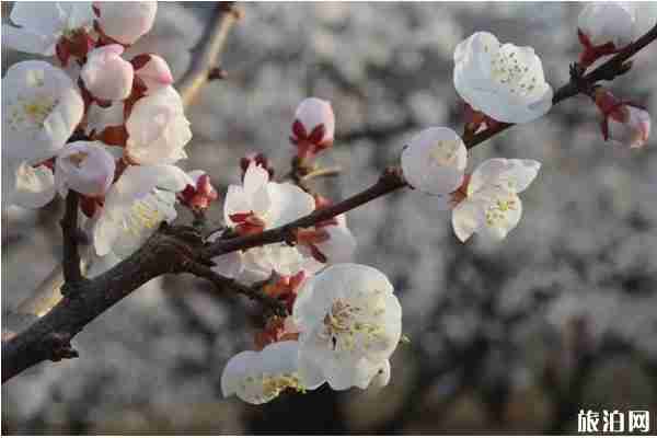 沈陽(yáng)桃花哪里好看 沈陽(yáng)桃花哪里好看