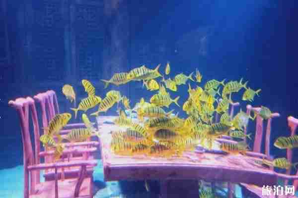 2020長風海洋世界門票有優惠嗎 附交通指南 2020長風海洋世界門票有優惠嗎 附交通指南