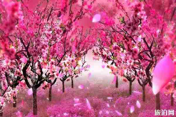 春季安康賞花的地方有哪些