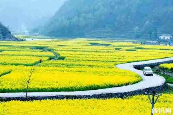 春季安康賞花的地方有哪些