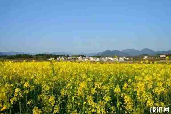 春季安康賞花的地方有哪些