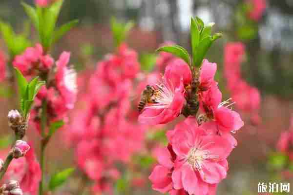 春季安康賞花的地方有哪些