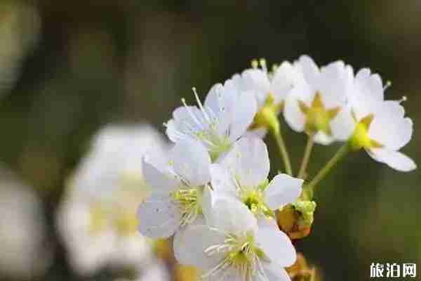 春季安康賞花的地方有哪些