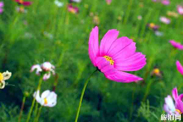 湖南春季賞花哪里最美 景點(diǎn)介紹-交通指南