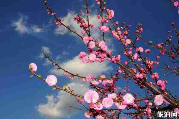 湖南春季賞花哪里最美 景點(diǎn)介紹-交通指南