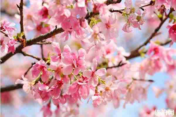 春季清遠(yuǎn)賞花的地方推薦