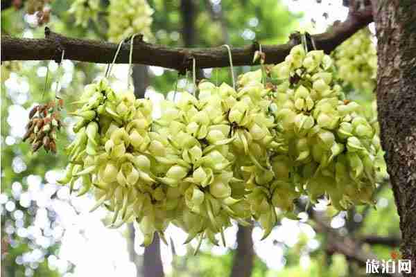 春季清遠(yuǎn)賞花的地方推薦