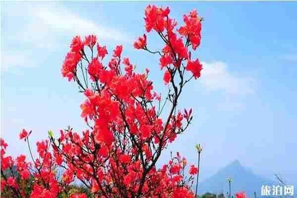 春季清遠(yuǎn)賞花的地方推薦