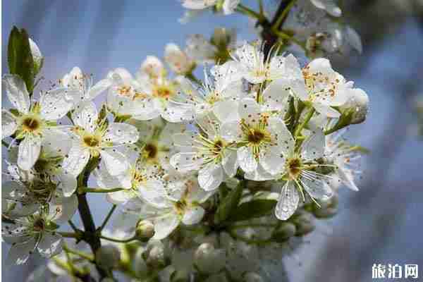 春季清遠(yuǎn)賞花的地方推薦