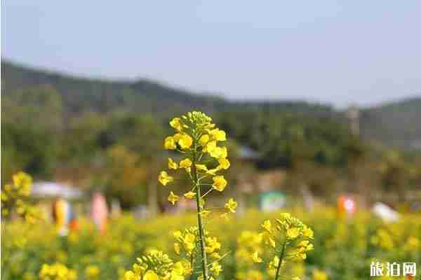 春季清遠(yuǎn)賞花的地方推薦