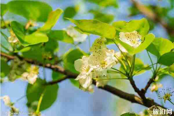 春季清遠(yuǎn)賞花的地方推薦
