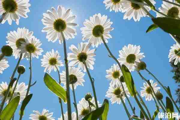 2020成都春季賞花攻略 景點-交通指南 2020成都春季賞花攻略 景點-交通指南