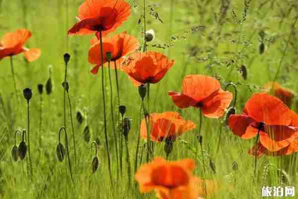 2020成都春季賞花攻略 景點-交通指南 2020成都春季賞花攻略 景點-交通指南