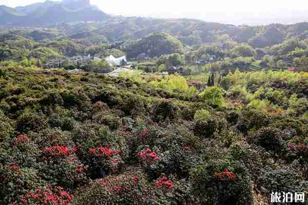 2020貴州百里杜鵑景區(qū)恢復(fù)開放時(shí)間-優(yōu)惠政策