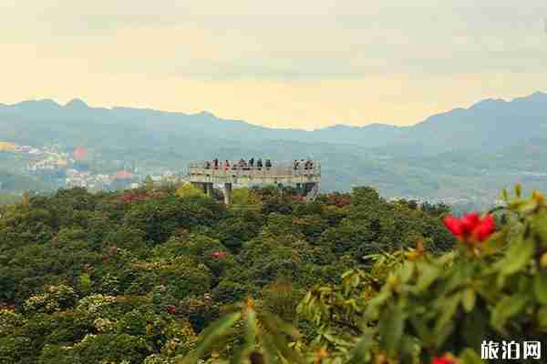 2020貴州百里杜鵑景區(qū)恢復(fù)開放時(shí)間-優(yōu)惠政策