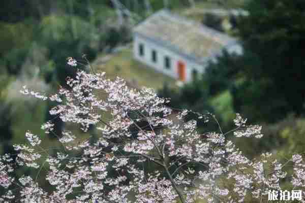 杭州建德三都鎮(zhèn)櫻花觀賞指南 附觀賞地 杭州建德三都鎮(zhèn)櫻花觀賞指南 附觀賞地