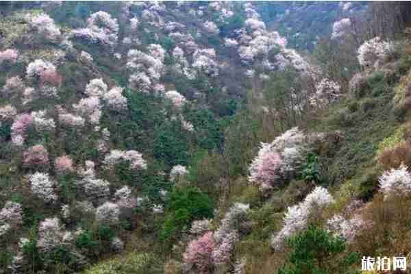 杭州建德三都鎮(zhèn)櫻花觀賞指南 附觀賞地 杭州建德三都鎮(zhèn)櫻花觀賞指南 附觀賞地
