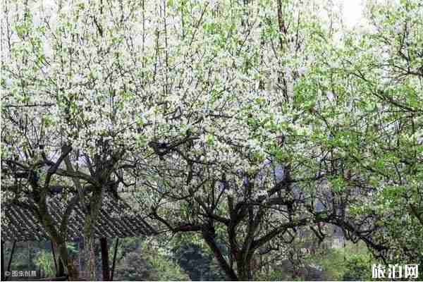 成都看梨花最好的地方有哪些