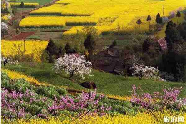 成都看梨花最好的地方有哪些