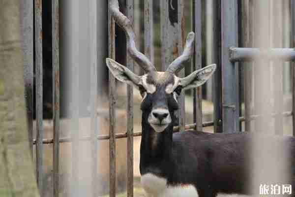 2020南寧動物園開放時間 門票-交通-停車指南 2020南寧動物園開放時間 門票-交通-停車指南