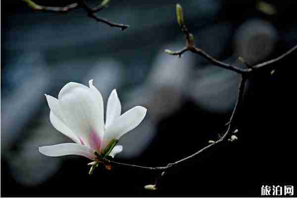 三月北京賞花好去處推薦 三月北京賞花好去處推薦