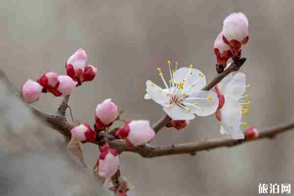 三月北京賞花好去處推薦 三月北京賞花好去處推薦