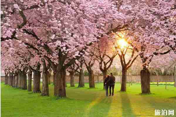 三月北京賞花好去處推薦 三月北京賞花好去處推薦
