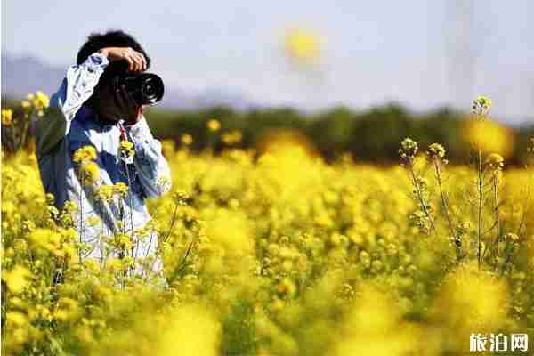 三月北京賞花好去處推薦 三月北京賞花好去處推薦