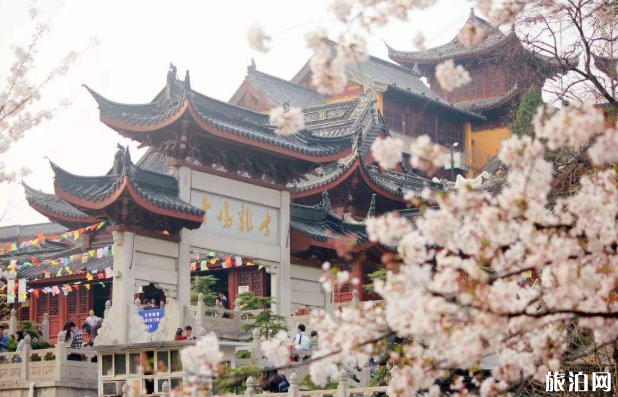 國內哪里櫻花最出名