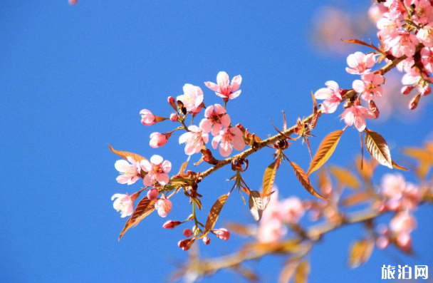 上海看櫻花的地方在哪里及景區開放情況