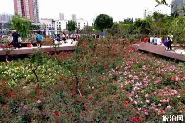 春季平顶山赏花的景点推荐