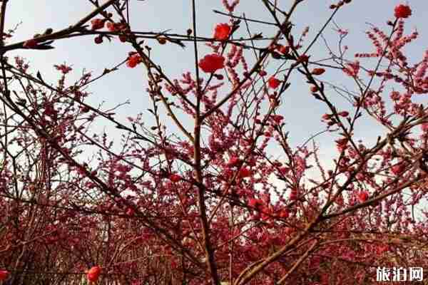 春季平顶山赏花的景点推荐