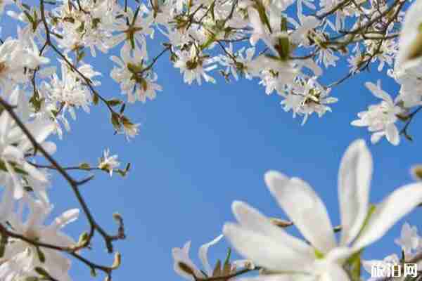 春季平顶山赏花的景点推荐