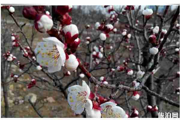 春季平顶山赏花的景点推荐